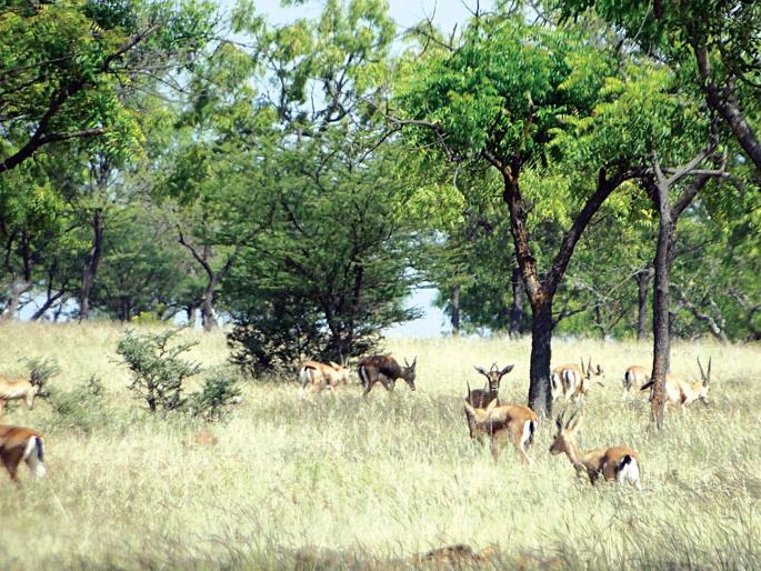 this year will be helpful in increasing wild life because of good rainfall | यंदाचं वरीस लय भारी ठरेल वन्यजीवांच्या वाढीसाठी this year will be helpful in increasing wild life because of good rainfall | यंदाचं वरीस लय भारी ठरेल वन्यजीवांच्या वाढीसाठी