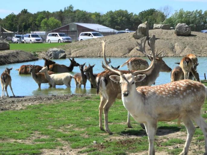  On the way to extinction of some species of animals with plants | वनस्पतींसह प्राण्यांच्या काही प्रजाती नामशेष होण्याच्या मार्गावर