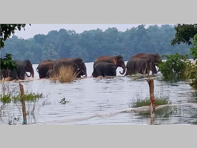 Free movement of elephants in forests of East Vidarbha for the first time, Traveled to 3 districts so far | पूर्व विदर्भातील जंगलांत प्रथमच हत्तींचा मुक्तसंचार; आतापर्यंत तीन जिल्ह्यांत प्रवास Free movement of elephants in forests of East Vidarbha for the first time, Traveled to 3 districts so far | पूर्व विदर्भातील जंगलांत प्रथमच हत्तींचा मुक्तसंचार; आतापर्यंत तीन जिल्ह्यांत प्रवास
