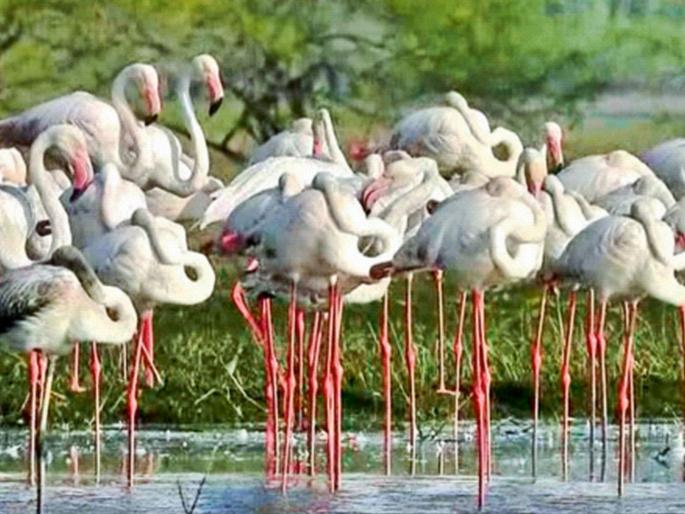 18,000 birds arrived at Ujani Dam in February | उजनी धरणावर फेब्रुवारीत आले १८ हजार पक्षी, मार्चमध्ये सात हजार पक्ष्यांचा वावर 18,000 birds arrived at Ujani Dam in February | उजनी धरणावर फेब्रुवारीत आले १८ हजार पक्षी, मार्चमध्ये सात हजार पक्ष्यांचा वावर