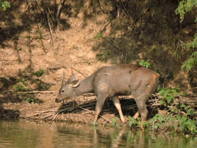 Even this year, there is no wildlife census on Vaishakh Pournima | यंदाही वैशाख पौर्णिमेला वन्यप्राणी गणना नाही Even this year, there is no wildlife census on Vaishakh Pournima | यंदाही वैशाख पौर्णिमेला वन्यप्राणी गणना नाही