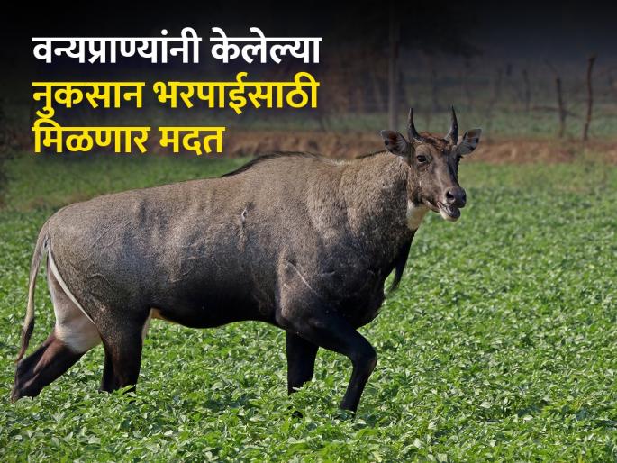 Increase in wildlife compensation after seven years | वन्यप्राण्यांपासून होणाऱ्या नुकसानभरपाईत सात वर्षांनी वाढ Increase in wildlife compensation after seven years | वन्यप्राण्यांपासून होणाऱ्या नुकसानभरपाईत सात वर्षांनी वाढ