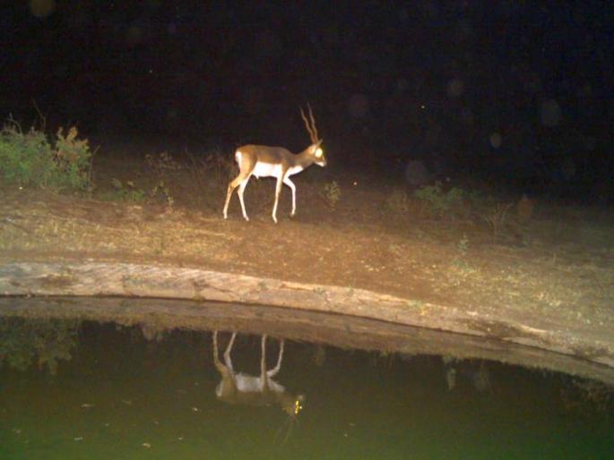 ... now next year's wildlife count | ...आता उत्तर महाराष्ट्रातील वन्यप्राण्यांची गणना पुढच्या वर्षी ... now next year's wildlife count | ...आता उत्तर महाराष्ट्रातील वन्यप्राण्यांची गणना पुढच्या वर्षी