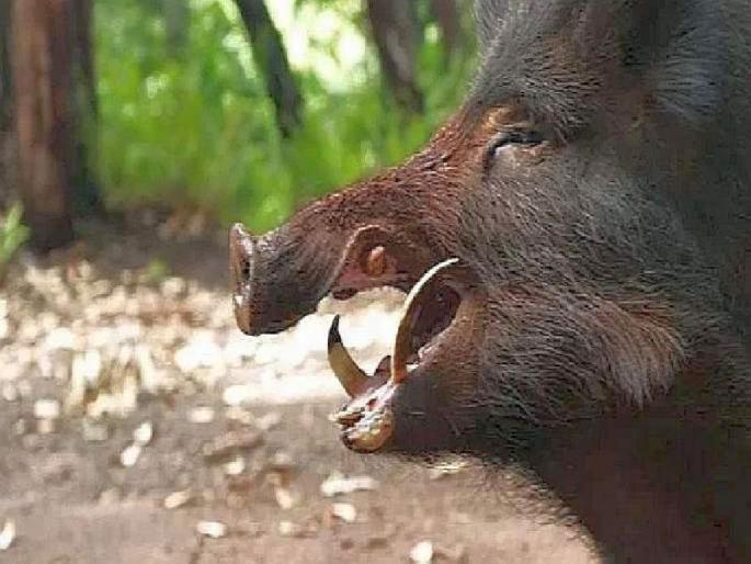 Four injured in wild boar attack; Incidents in Bhandara Taluka | रानडुकराच्या हल्ल्यात चार जण जखमी; भंडारा तालुक्यातील घटना Four injured in wild boar attack; Incidents in Bhandara Taluka | रानडुकराच्या हल्ल्यात चार जण जखमी; भंडारा तालुक्यातील घटना