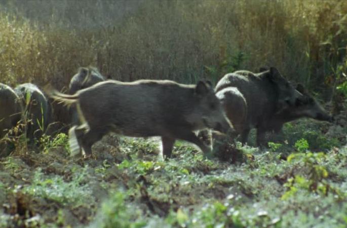 Wild pigs destroyed the gram crop | रानडुकरांचा उच्छाद; हरभरा उगवण्यापूर्वीच ‘खल्लास’!