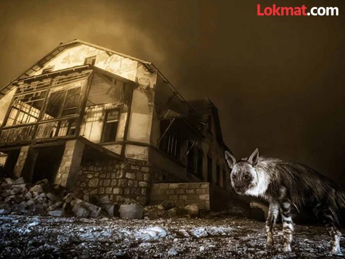 Ghost Town Visitor: It took ten years to take this photo and it became 'Photographer of the Year'; What's the whole story? | Ghost Town Visitor: हा फोटो काढायला दहा वर्षे लागली अन् ठरला 'फोटोग्राफर ऑफ द ईयर'; सगळी स्टोरी काय? Ghost Town Visitor: It took ten years to take this photo and it became 'Photographer of the Year'; What's the whole story? | Ghost Town Visitor: हा फोटो काढायला दहा वर्षे लागली अन् ठरला 'फोटोग्राफर ऑफ द ईयर'; सगळी स्टोरी काय?