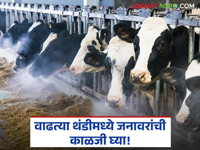 Temperatures have dropped! Risks for newborn calves and dairy animals have increased; Take care of animals in this way in the increasing cold | तापमान उतरले! नवजात वासरे, दुभत्या जनावरांची जोखीम वाढली; वाढत्या थंडीमध्ये जनावरांची 'अशी' घ्या काळजी