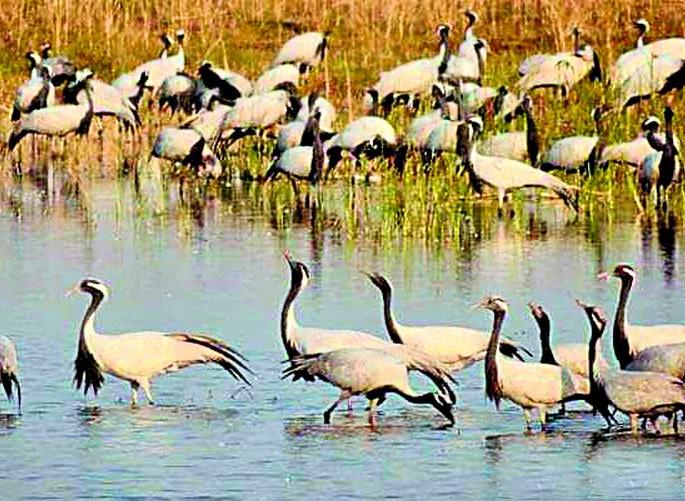 Winter foreign visitors began to return | हिवाळ्यातील परदेशी पाहुणे लागले परतीला Winter foreign visitors began to return | हिवाळ्यातील परदेशी पाहुणे लागले परतीला