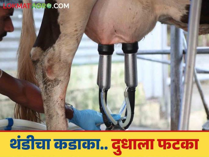 Milk Production : Why does animal milk decrease in winter? What are the reasons? | Milk Production : थंडीत जनावरांचे दूध का कमी पडते; काय आहेत कारणे?