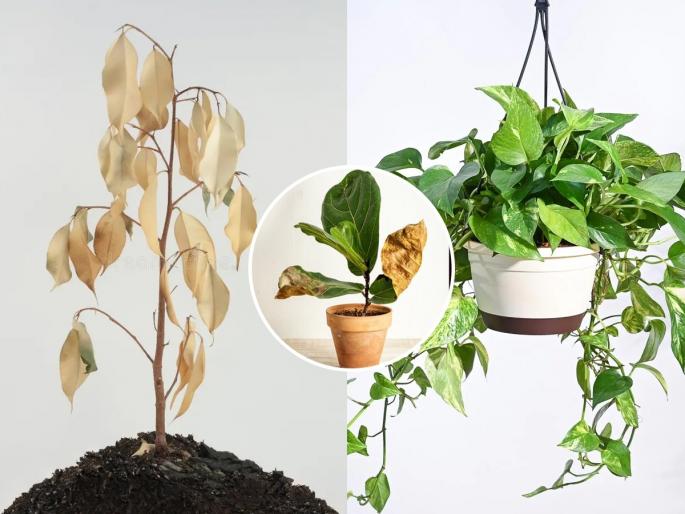 Even plants get cold! Just do this, and potted plants will bloom in winter.. | ...रोपांनाही थंडी वाजते! एवढेच करा, हिवाळ्यात कुंडीत रोपांना येईल फुलांचा बहर..