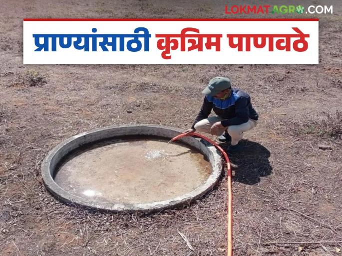 Wildlife Water shortage: latest news Artificial water bodies are a boon for wildlife! | Wildlife Water shortage : कृत्रिम पाणवठे वन्यजीवांसाठी ठरताहेत वरदान !