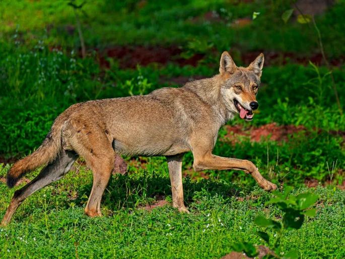 Woman injured in fox attack, incident in Junnar taluka pune latest crime news | Pune: कोल्ह्याने केलेल्या हल्ल्यात महिला जखमी, जुन्नर तालुक्यातील घटना Woman injured in fox attack, incident in Junnar taluka pune latest crime news | Pune: कोल्ह्याने केलेल्या हल्ल्यात महिला जखमी, जुन्नर तालुक्यातील घटना