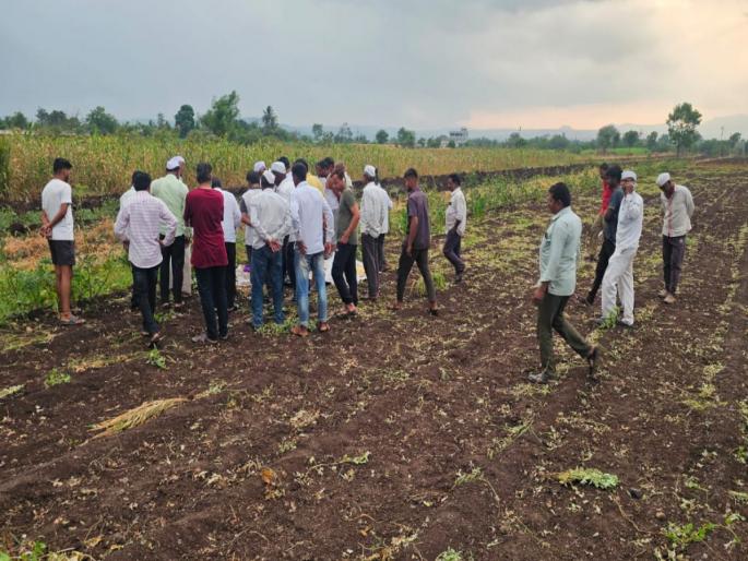 A woman who went to collect groundnuts in the field died due to lightning Incidents in Khed Taluka | शेतात भुईमुग काढायला गेलेल्या महिलेचा विज पडून मृत्यू; खेड तालुक्यातील घटना A woman who went to collect groundnuts in the field died due to lightning Incidents in Khed Taluka | शेतात भुईमुग काढायला गेलेल्या महिलेचा विज पडून मृत्यू; खेड तालुक्यातील घटना