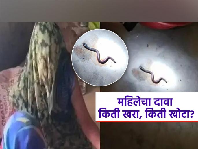 Woman claims to give birth to snake, doctor clears is it possible or not | भलतंच काहीतरी! सापाच्या तीन पिल्लांना जन्म दिल्याचा महिलेचा अजब दावा, डॉक्टर म्हणाले, हा तर...