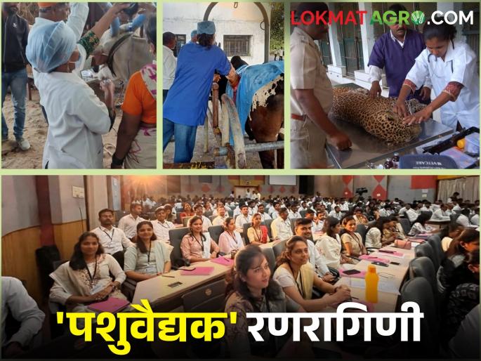 International Women's Day Special; Role and Expectations of Women Veterinarians | जागतिक महिला दिन विशेष; महिला पशुवैद्यकांची भरारी आणि अपेक्षा International Women's Day Special; Role and Expectations of Women Veterinarians | जागतिक महिला दिन विशेष; महिला पशुवैद्यकांची भरारी आणि अपेक्षा