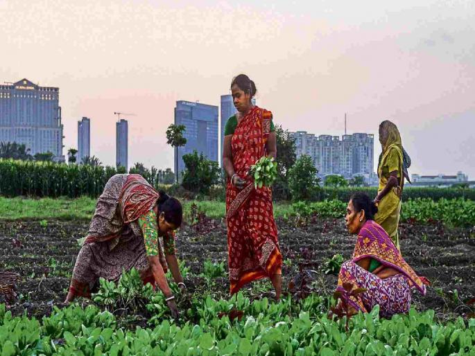 Trend towards deeding farmland in the name of women | घरची लक्ष्मी बनली जमिनीची मालक; शेतीतही महिला अग्रेसर Trend towards deeding farmland in the name of women | घरची लक्ष्मी बनली जमिनीची मालक; शेतीतही महिला अग्रेसर