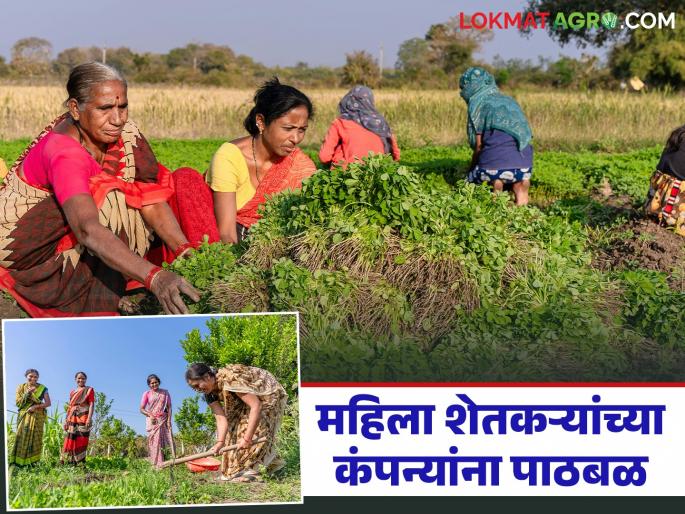 400 women farmer producer companies to be formed in the state; What is the initiative? How will the benefits be obtained? | राज्यात ४०० महिला शेतकरी उत्पादक कंपन्या तयार होणार; काय आहे उपक्रम? कसा मिळणार लाभ? 400 women farmer producer companies to be formed in the state; What is the initiative? How will the benefits be obtained? | राज्यात ४०० महिला शेतकरी उत्पादक कंपन्या तयार होणार; काय आहे उपक्रम? कसा मिळणार लाभ?