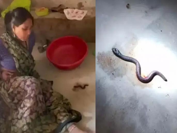 I gave birth to three baby snakes; Woman's claim creates stir, crowd gathers as soon as she finds out... | मी सापाच्या तीन पिल्लांना जन्म दिला; महिलेच्या दाव्याने खळबळ, समजताच गर्दी जमू लागली... I gave birth to three baby snakes; Woman's claim creates stir, crowd gathers as soon as she finds out... | मी सापाच्या तीन पिल्लांना जन्म दिला; महिलेच्या दाव्याने खळबळ, समजताच गर्दी जमू लागली...