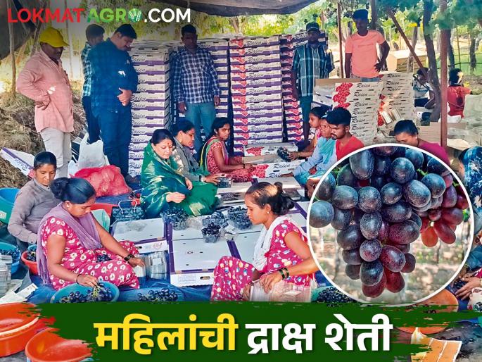 Sarpanchbai of Lakhewadi formed a women's army for vineyard management | द्राक्षबाग व्यवस्थापनासाठी लाखेवाडीच्या सरपंचबाईंनी तयार केली महिलांची फौज Sarpanchbai of Lakhewadi formed a women's army for vineyard management | द्राक्षबाग व्यवस्थापनासाठी लाखेवाडीच्या सरपंचबाईंनी तयार केली महिलांची फौज