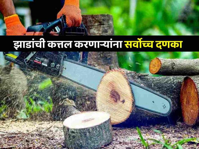 Cutting trees is worse than murder fine of Rs 1 lakh for every tree cut illegally said Supreme Court | झाडे तोडणे हत्येपेक्षा वाईट, बेकायदेशीर कापलेल्या प्रत्येक झाडामागे १ लाख दंड- सर्वोच्च न्यायालय Cutting trees is worse than murder fine of Rs 1 lakh for every tree cut illegally said Supreme Court | झाडे तोडणे हत्येपेक्षा वाईट, बेकायदेशीर कापलेल्या प्रत्येक झाडामागे १ लाख दंड- सर्वोच्च न्यायालय