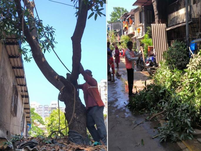 trimming of 305 out of 414 trees on hillsides in mumbai measures taken by the municipality | डोंगरउतारावरील ४१४ पैकी ३०५ झाडांची छाटणी; पालिकेकडून उपाययोजना  trimming of 305 out of 414 trees on hillsides in mumbai measures taken by the municipality | डोंगरउतारावरील ४१४ पैकी ३०५ झाडांची छाटणी; पालिकेकडून उपाययोजना