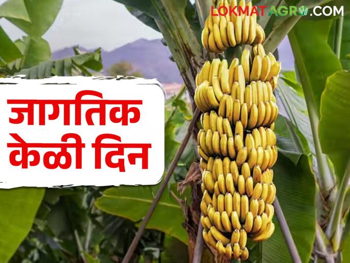 Latest News World Banana Day 150 years on, bananas are still not fruit | जागतिक केळी दिन : 150 वर्षे झाली, केळी अजूनही फळ नाही! नेमकं कारण काय?  Latest News World Banana Day 150 years on, bananas are still not fruit | जागतिक केळी दिन : 150 वर्षे झाली, केळी अजूनही फळ नाही! नेमकं कारण काय?