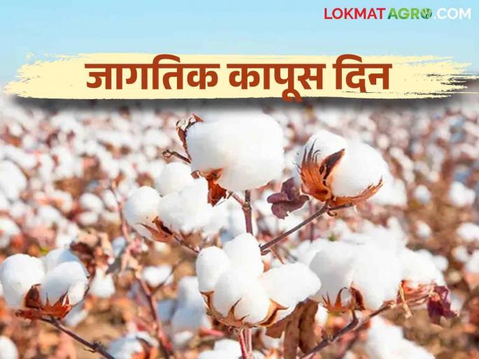 World Cotton Day 2024 : Today's world cotton day | World Cotton Day 2024 : अत्याधुनिक टेक्नीकने कापसाची विविधांगी वीण World Cotton Day 2024 : Today's world cotton day | World Cotton Day 2024 : अत्याधुनिक टेक्नीकने कापसाची विविधांगी वीण
