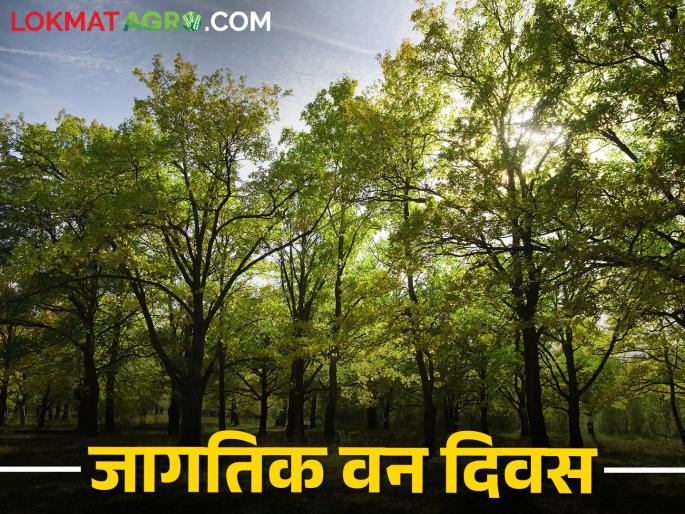 It is alarming that the forest area is 33 percent, but only this amount of forest remains in the country | वनक्षेत्र ३३ टक्के असणे गजरेचे परंतु देशात उरली केवळ एवढीच वनराई