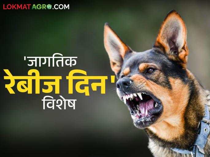 World Rabies Day : Life threatening rabies or alarc; There is no cure but how can this disease be prevented? Read in detail | World Rabies Day : जीवघेणा रेबीज किंवा अलर्क; उपचार नाही पण कसा टाळता येईल हा आजार? वाचा सविस्तर