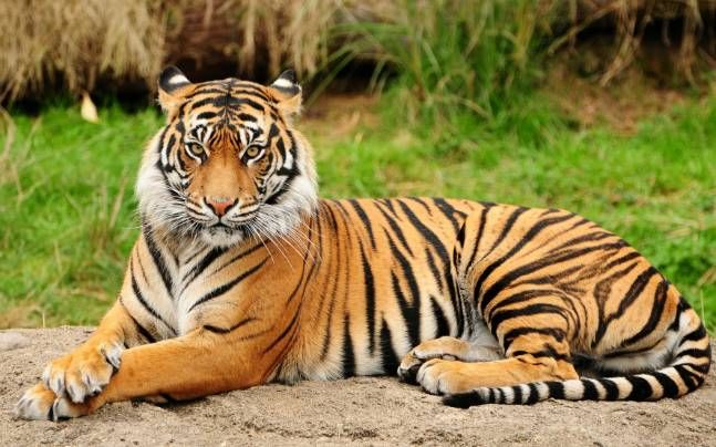 The death of a tiger is occurring every three days | दर तीन दिवसात होतोय एका वाघाचा मृत्यू The death of a tiger is occurring every three days | दर तीन दिवसात होतोय एका वाघाचा मृत्यू