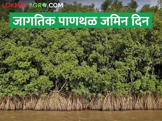 world wetlands day; Conservation of wetlands is essential for environmental balance | world wetlands day; पर्यावरण संतुलनासाठी पाणथळ जागांचे संवर्धन आवश्यक world wetlands day; Conservation of wetlands is essential for environmental balance | world wetlands day; पर्यावरण संतुलनासाठी पाणथळ जागांचे संवर्धन आवश्यक