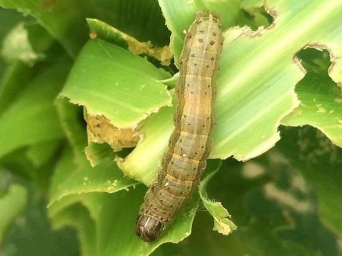 New crisis for farmers; Infestation of blight disease on gram and armyworm on sorghum | शेतकऱ्यांपुढे नवे संकट; हरभऱ्यावर मर रोगाचा अन् ज्वारीवर लष्करी अळीचा प्रादुर्भाव