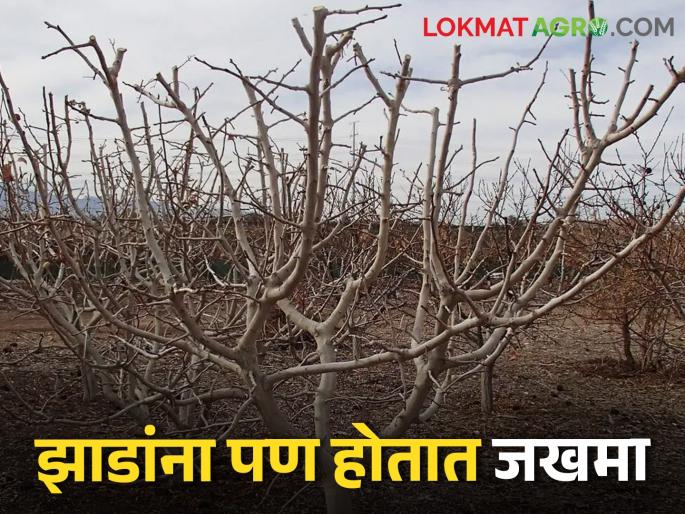 Use this ointment after pruning to increase the life of fruit trees | फळझाडांचे आयुष्य वाढविण्यासाठी छाटणी झाल्यावर वापरा हा मलम Use this ointment after pruning to increase the life of fruit trees | फळझाडांचे आयुष्य वाढविण्यासाठी छाटणी झाल्यावर वापरा हा मलम