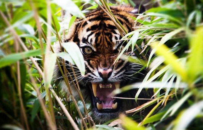 In just three months, after the elder, the younger brother also became a tiger victim | अवघ्या तीन महिन्यांत मोठ्यानंतर लहान भाऊही ठरला व्याघ्रबळी In just three months, after the elder, the younger brother also became a tiger victim | अवघ्या तीन महिन्यांत मोठ्यानंतर लहान भाऊही ठरला व्याघ्रबळी