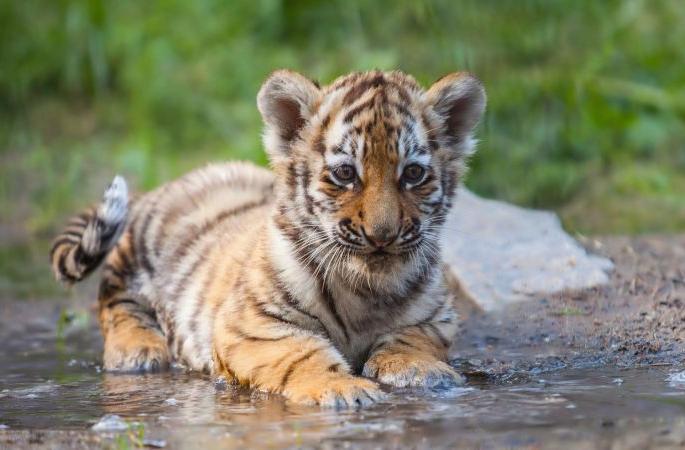 Sensational revelation; Killing a tiger calf out of lust for money! | खळबळजनक खुलासा; वाघाच्या बछड्याची हत्या पैशाचा पाऊस पाडण्याच्या लालसेतूनच! Sensational revelation; Killing a tiger calf out of lust for money! | खळबळजनक खुलासा; वाघाच्या बछड्याची हत्या पैशाचा पाऊस पाडण्याच्या लालसेतूनच!