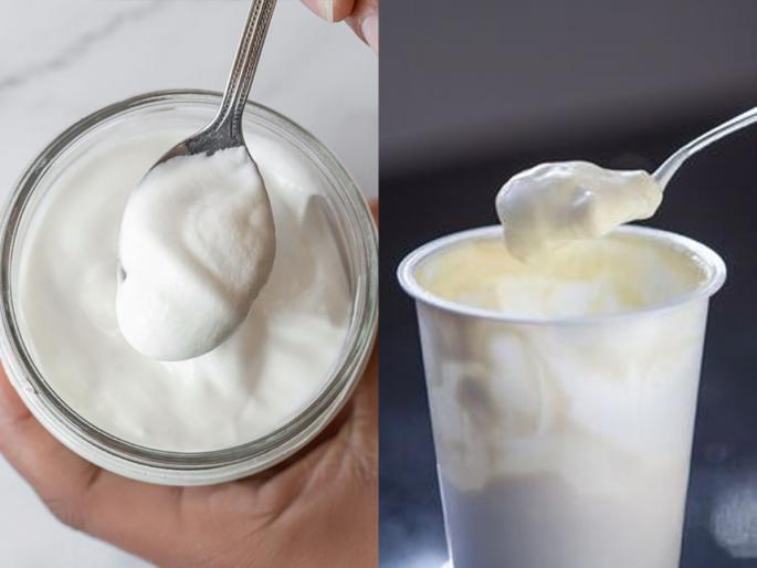 wrong method of storage of curd can destroy its good bacteria, Storing Dahi in Wrong Way Killing Its Good Bacteria | चुकीच्या पद्धतीने दही लावून तुम्ही त्याची पौष्टिकता तर घालवत नाही ना? बघा ४ महत्त्वाच्या टिप्स
