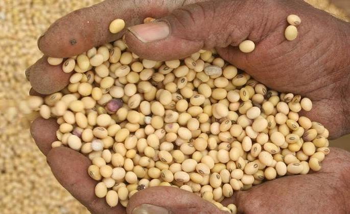 Soybean arrivals increased; Falling rates! | सोयाबीनची आवक वाढली; दरात घसरण! Soybean arrivals increased; Falling rates! | सोयाबीनची आवक वाढली; दरात घसरण!