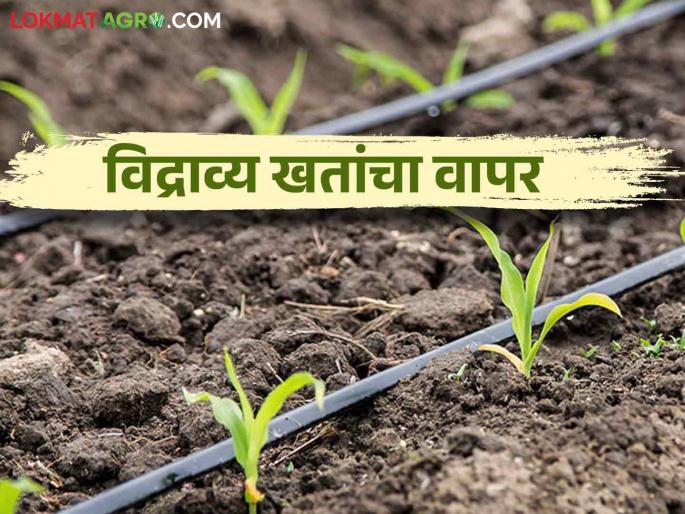 When and how to use water soluble fertilizers to reduce costs on fertilizers? | खतांवरील खर्च कमी करण्यासाठी विद्राव्य खतांचा वापर केव्हा व कसा करावा? When and how to use water soluble fertilizers to reduce costs on fertilizers? | खतांवरील खर्च कमी करण्यासाठी विद्राव्य खतांचा वापर केव्हा व कसा करावा?