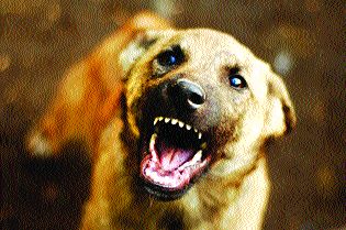 Two persons have been taken to the dogs for the last two days | नागोठण्यात दोन दिवसांत २१ जणांना कुत्र्याने घेतला चावा Two persons have been taken to the dogs for the last two days | नागोठण्यात दोन दिवसांत २१ जणांना कुत्र्याने घेतला चावा