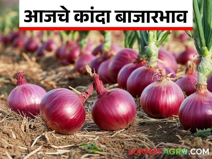 Latest news onion lowest market price in Solapur, Lasalgaon market see kanda bajarbhav in markets | Kanda Bajar Bhav : सोलापूर, लासलगाव कांदा बाजारात आतापर्यंतची नीचांकी घसरण, वाचा सविस्तर