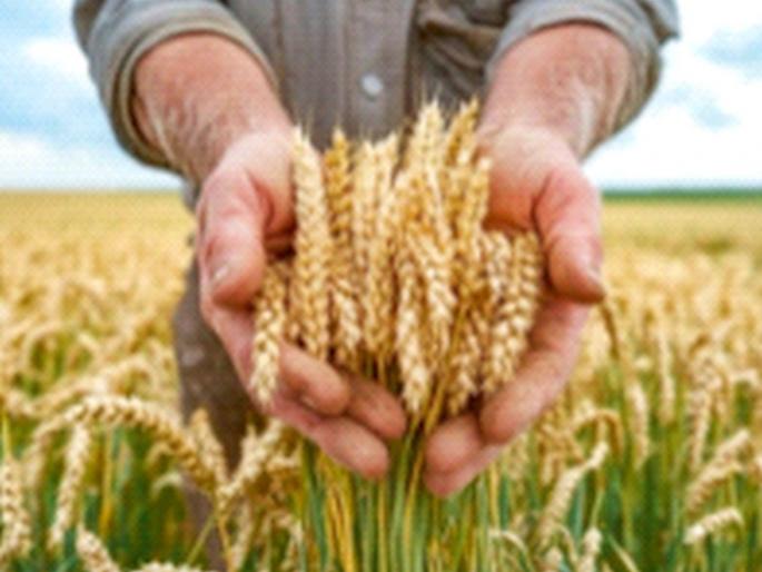 Kharif season ended due to heavy rains Rabi season will be a blessing; Due to dams and wells being filled up, sowing will increase to above 6 million hectares this year | अतिवृष्टीने खरीप गेला; रब्बीचा हंगाम देणार हात; धरणे, विहिरी तुडुंब भरल्याने यंदा पेरा ६५ लाख हेक्टरवर जाणार Kharif season ended due to heavy rains Rabi season will be a blessing; Due to dams and wells being filled up, sowing will increase to above 6 million hectares this year | अतिवृष्टीने खरीप गेला; रब्बीचा हंगाम देणार हात; धरणे, विहिरी तुडुंब भरल्याने यंदा पेरा ६५ लाख हेक्टरवर जाणार