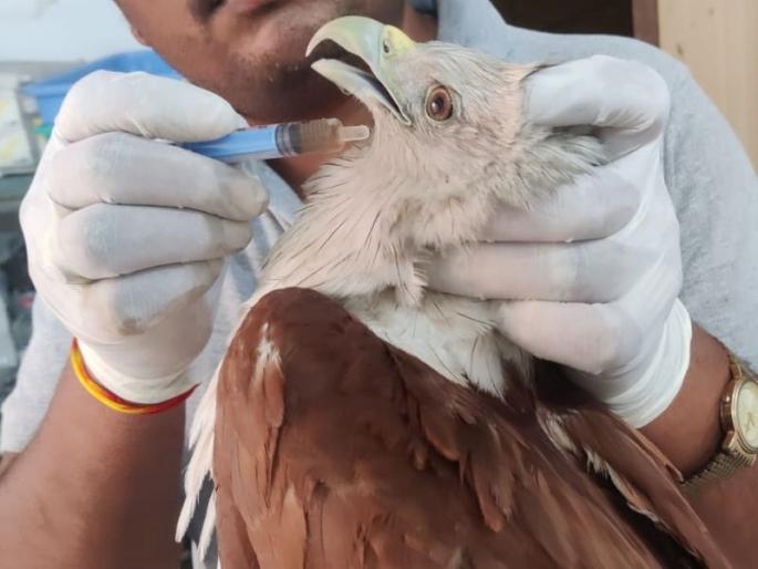 A Brahmin bird trapped in a kite's web at a height of 40 feet was rescued safely | चाळीस फुट उंचीवर पतंगाच्या मांजात फसलेल्या ब्राह्मणी पक्ष्याची सुखरूप सुटका