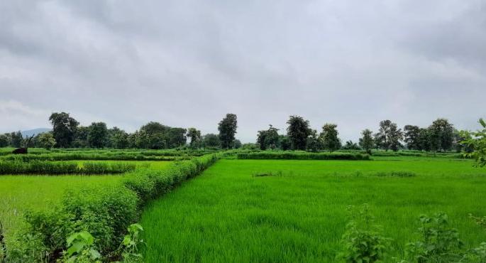 Excess rainfall in eight revenue boards in three talukas of Gondia district | गोंदिया जिल्ह्यात तीन तालुक्यातील आठ महसूल मंडळात अतिवृष्टी Excess rainfall in eight revenue boards in three talukas of Gondia district | गोंदिया जिल्ह्यात तीन तालुक्यातील आठ महसूल मंडळात अतिवृष्टी