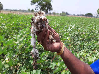 Damage of crops on 3 hectares in Nashirabad and area | नशिराबाद आणि परिसरात ७५० हेक्टरवरील पिकांचे नुकसान Damage of crops on 3 hectares in Nashirabad and area | नशिराबाद आणि परिसरात ७५० हेक्टरवरील पिकांचे नुकसान