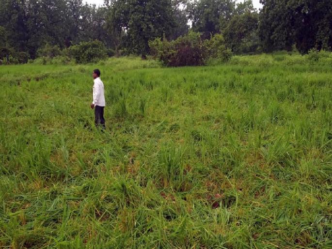 crop damage from wild elephants; Farmers allege meager help from forest department | ...तर कुटुंबासह आत्मदहन करणार; पीक नुकसानग्रस्त शेतकऱ्यांचा इशारा crop damage from wild elephants; Farmers allege meager help from forest department | ...तर कुटुंबासह आत्मदहन करणार; पीक नुकसानग्रस्त शेतकऱ्यांचा इशारा