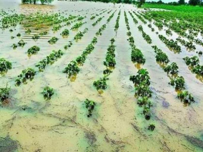 Heavy rains raised crops in 30 lakh hectares, disaster damaged eight hectares | दमदार पावसाने ३० लाख हेक्टरमधील पिकांना उभारी, आपत्तीने आठ लाख हेक्टरमध्ये नुकसान Heavy rains raised crops in 30 lakh hectares, disaster damaged eight hectares | दमदार पावसाने ३० लाख हेक्टरमधील पिकांना उभारी, आपत्तीने आठ लाख हेक्टरमध्ये नुकसान