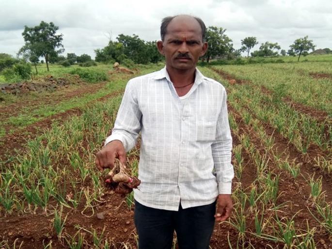 Political leaders will start visiting but when will farmers get help | ओल्या दुष्काळात 'कोरडे' आश्वासन; राजकीय नेत्यांचे नुसतेच दौरे Political leaders will start visiting but when will farmers get help | ओल्या दुष्काळात 'कोरडे' आश्वासन; राजकीय नेत्यांचे नुसतेच दौरे