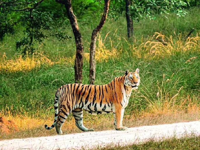 lost 'she' tigress is finally found; Search success | भरकटलेली ‘ती’ वाघीण अखेर सापडली; शोधमोहीम यशस्वी  