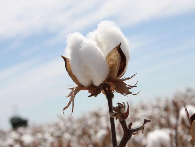 cotton production reduced due to various crop diseases | कापसाने दिला दगा, दोनच वेच्यात झाली उलंगवाडी cotton production reduced due to various crop diseases | कापसाने दिला दगा, दोनच वेच्यात झाली उलंगवाडी