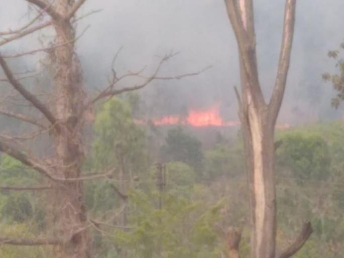Mountain fire in buffer zone of Sahyadri Tiger Reserve | सह्याद्री व्याघ्र प्रकल्पाच्या बफर झोनमध्ये डोंगरास आग Mountain fire in buffer zone of Sahyadri Tiger Reserve | सह्याद्री व्याघ्र प्रकल्पाच्या बफर झोनमध्ये डोंगरास आग
